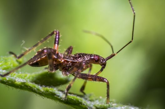 small larva of a bug on green nettle leaf in nature forest