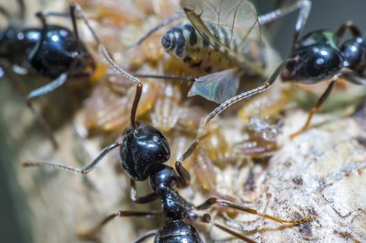 small black shiny ants milking aphids on an old tree