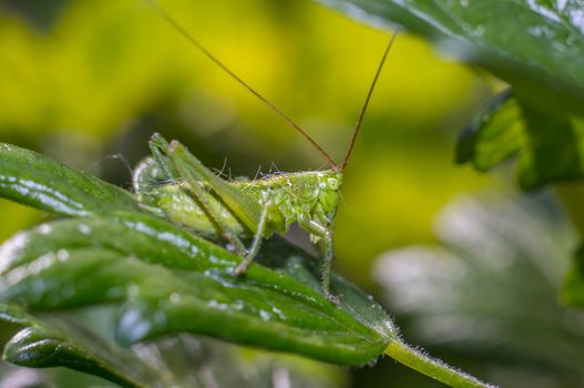 grasshopper at green goosberry bush in my season garden