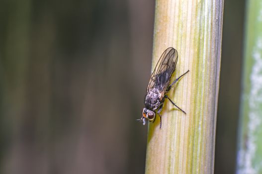 small fly at green grass meadow