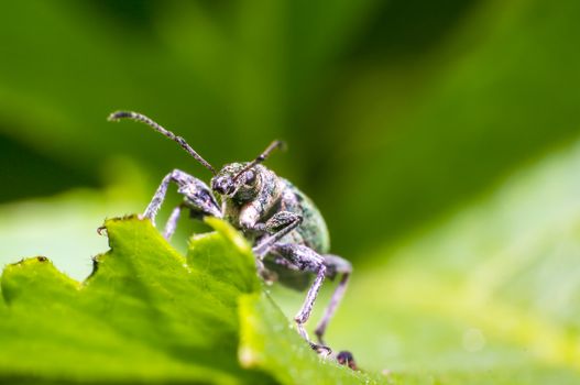 iridescent beetle on green nettle leaf in the beautiful nature