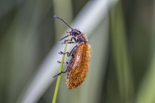 little brown hairy beetle on blade of grass