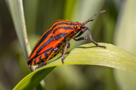 red black striped bug on blade of grass