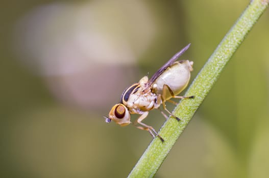 little white albino fly on a blade of grass in the season garden