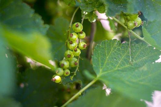 green currants fruit in my season garden