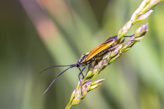 little striped beetle on a blade of grass in the season meadow