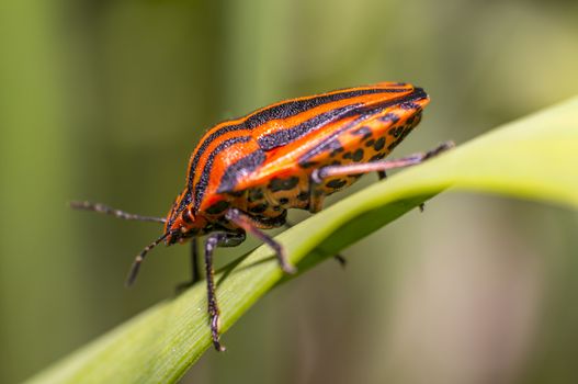 red black striped bug on blade of grass