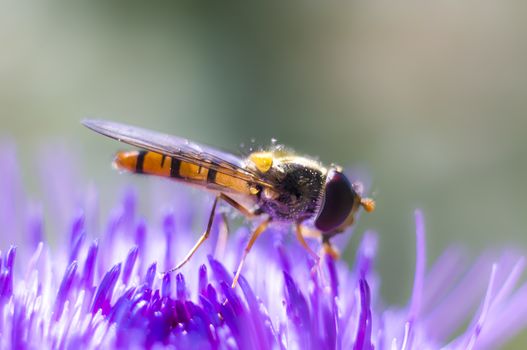 Hoverfly at colorfull Blossom in spring meadow