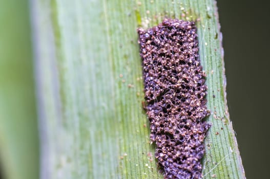 Empty insect eggs on reed leaf in the nature reserve