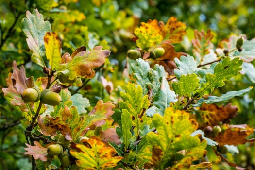 Beautiful colorful oak trees in the autumn forest in Upper Swabia in Germany