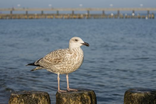Seagull on a stage at the baltic sea beach
