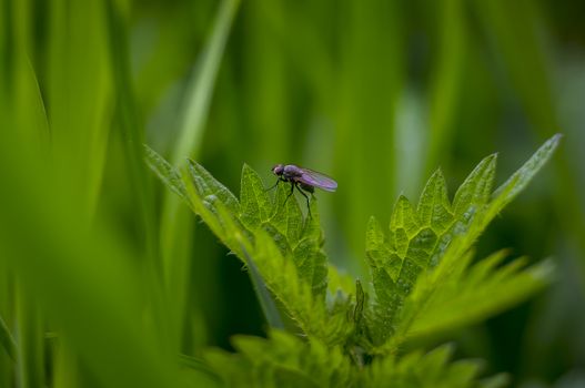 sharp fly at green Nettle in spring