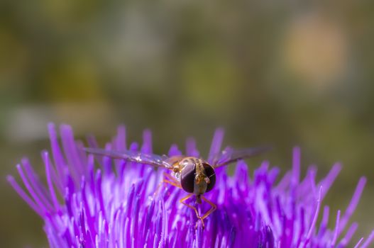 Hoverfly at colorfull Blossom in spring meadow