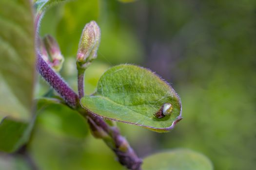 green flowers with spider in the spring garden