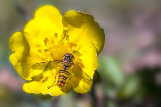 Hoverfly at colorfull Blossom in spring meadow