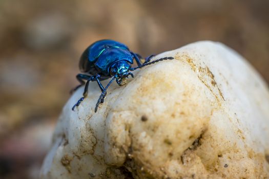 Macro insect Sky blue leaf beetle while eating on a stone