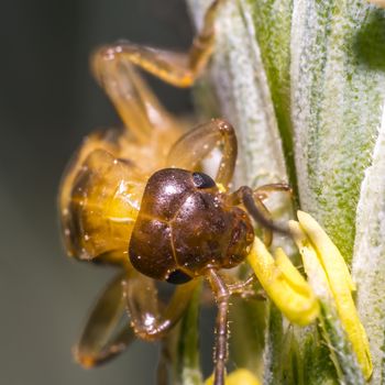 Earwig on a blade of grass in the meadow