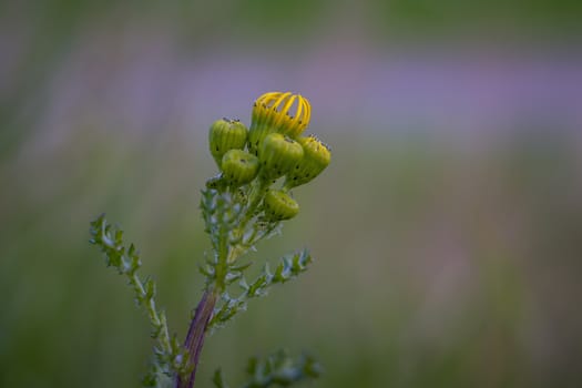 New thistle flowers in spring
