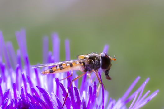 Hoverfly at colorfull Blossom in spring meadow