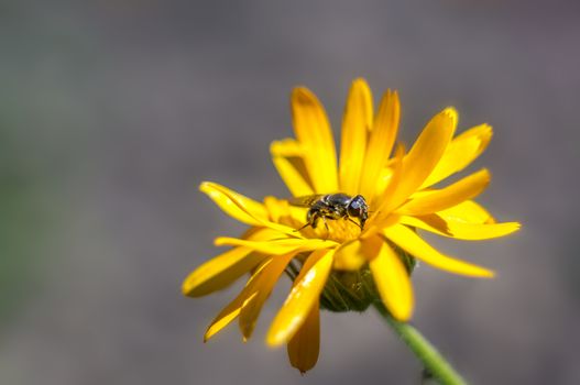 small blossom bee in my garden