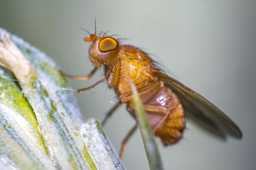 fruit fly on a blade of grass in the meadow