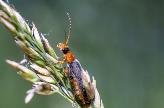 red black soft beetle on blade of grass on the summer meadow