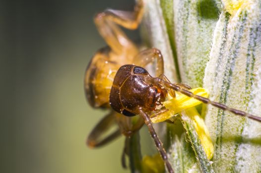Earwig on a blade of grass in the meadow