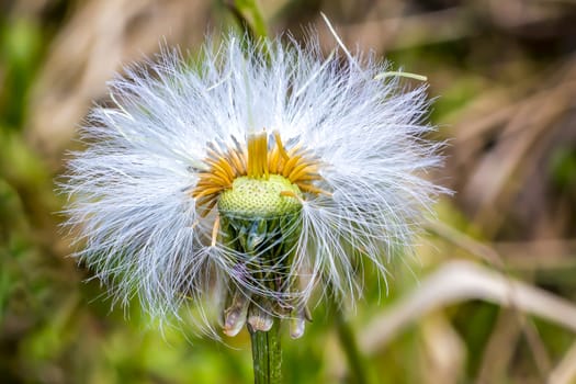 withered coltsfoot in summer