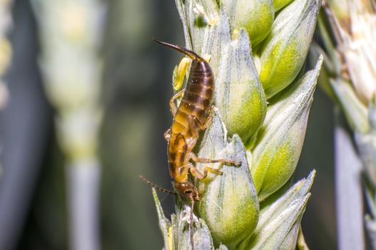 Earwig on a blade of grass in the meadow