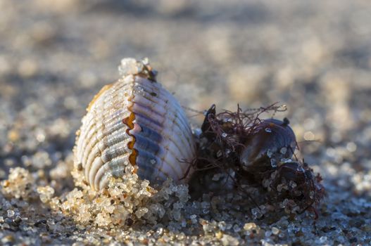 shells on a stage at the baltic beach