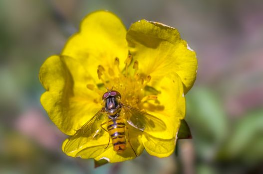 Hoverfly at colorfull Blossom in spring meadow