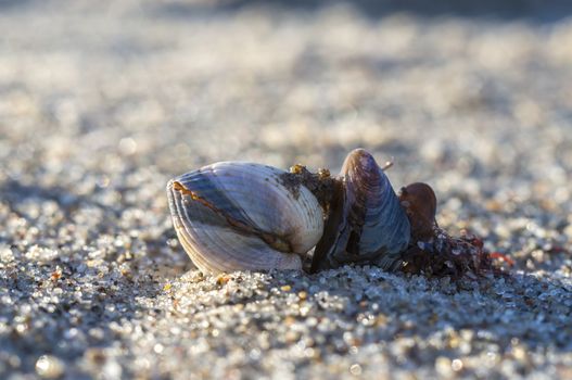 shells on a stage at the baltic beach