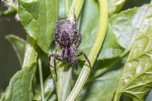 small spider on spinach in the season garden