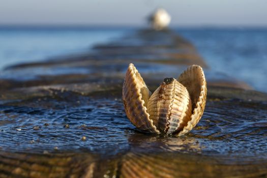 shells on a stage at the baltic beach