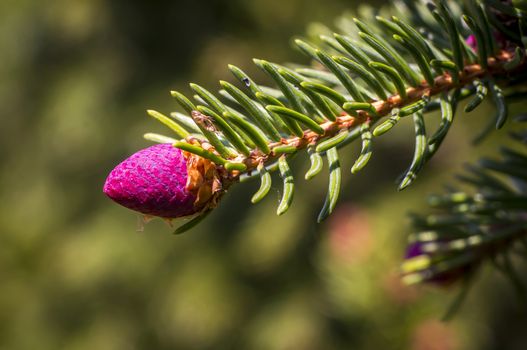 New purple firs drifted in the spring