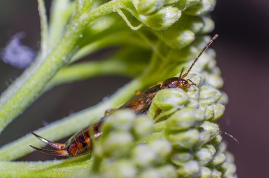 small earwig on green flowers buds in forest