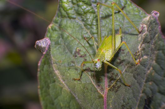 grasshopper at green goosberry bush in my season garden