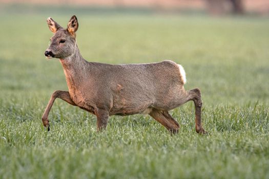 roe deer at field in the wild nature