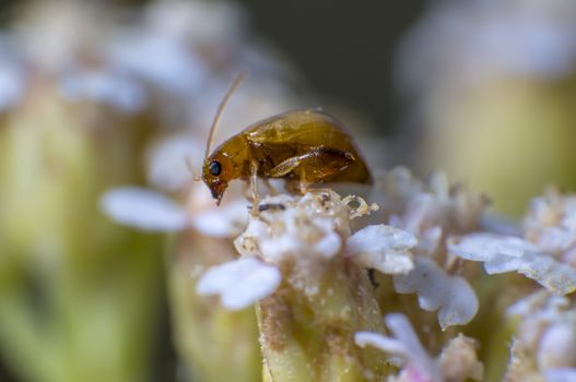 small bug on white blossom