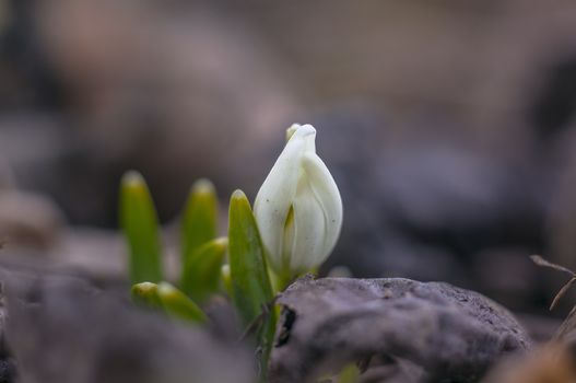 snow drop flower in my season garden