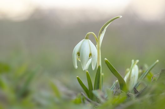 snow drop flower in my season garden