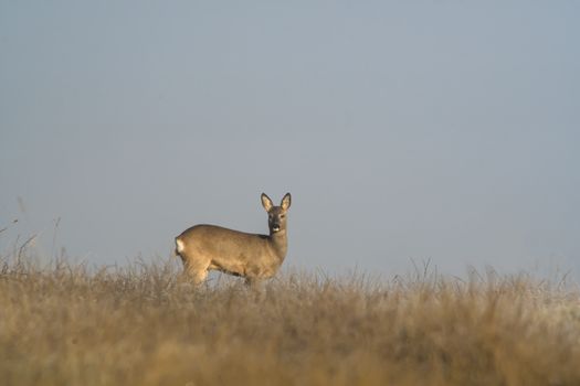 roe deer at corn field in the wild nature