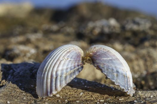 Two halves of a seashell hold together at the Baltic Sea beach