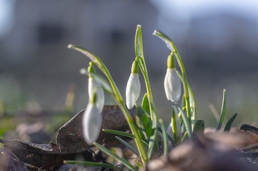 snow drop flower in my season garden