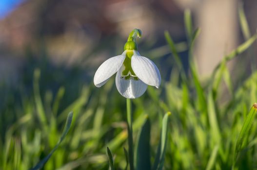 snow drop flower in my season garden