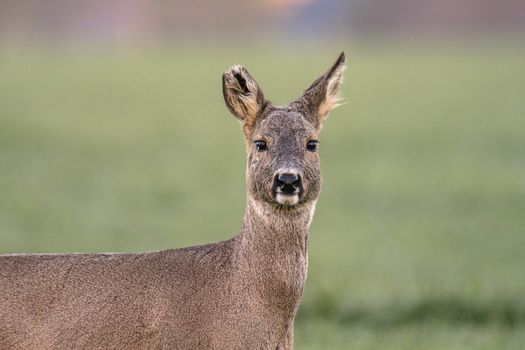 roe deer at field in the wild nature
