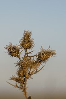 frozen fauna plants with hoar frost 