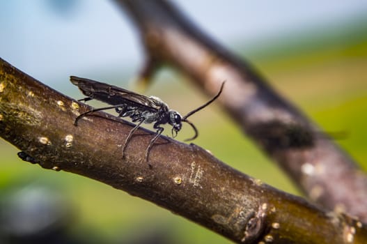 March fly on tree in spring season