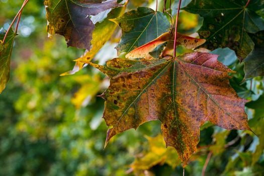 Beautiful colorful maple leaves and fruits in the autumn forest in Upper Swabia Germany