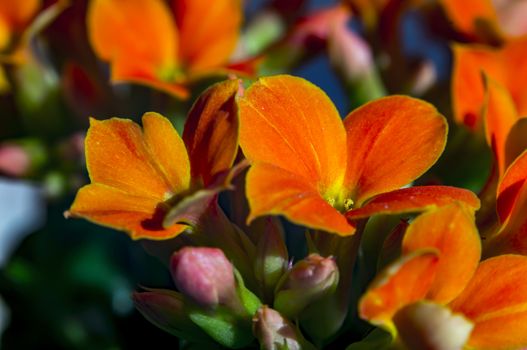 orange flower blossom in the spring season
